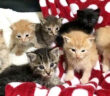 保護された7匹の子猫達