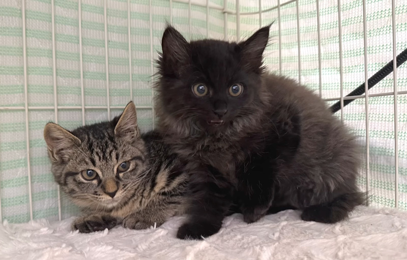 シャーシャー保護子猫