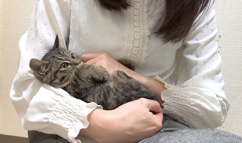 抱っこの訓練をする子猫