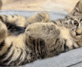 シャーシャー子猫が保護７日目を迎えると… すっかり気を許して、膝の上で最高に可愛い姿を見せてくれた (*´ｪ｀*)♡