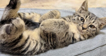 シャーシャー子猫が保護７日目を迎えると… すっかり気を許して、膝の上で最高に可愛い姿を見せてくれた (*´ｪ｀*)♡