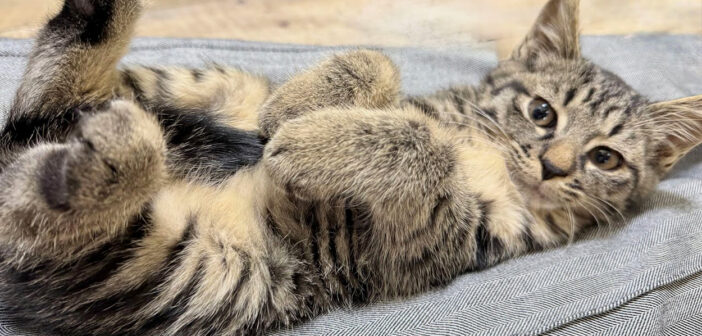 シャーシャー子猫が保護７日目を迎えると… すっかり気を許して、膝の上で最高に可愛い姿を見せてくれた (*´ｪ｀*)♡