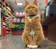 猫店長