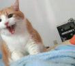 起こしにくる猫