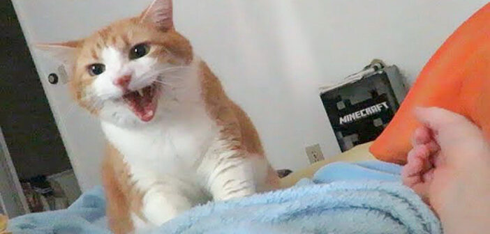 「朝だよー、起きてよー♪」と毎朝起こしにくる猫。その声と仕草がとっても可愛くて、いつまでも聞いていたくなる♡