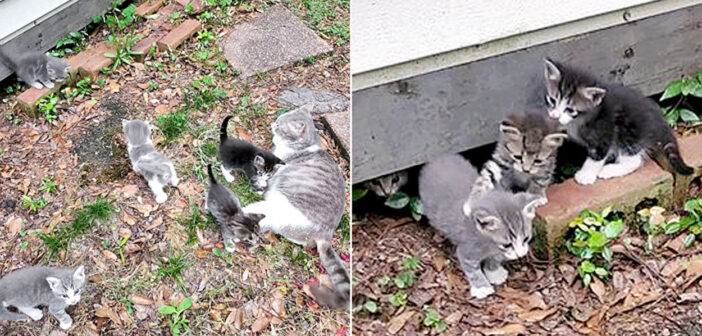 猫の親子