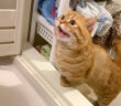 赤ちゃんを心配する猫
