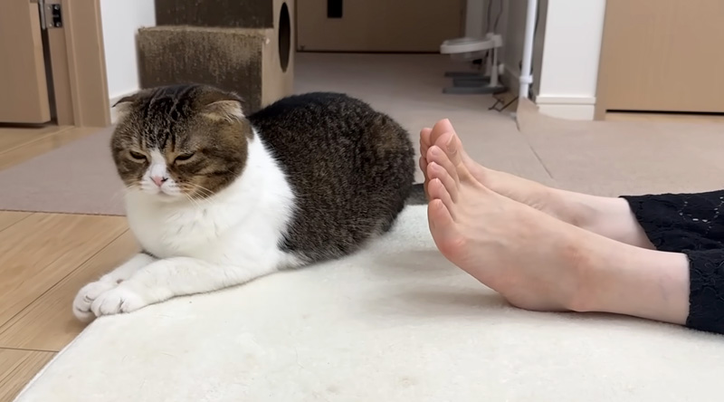 ママの足元に来た猫