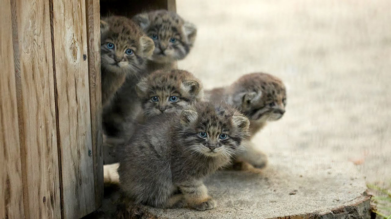 冒険に出かけるマヌルネコの子猫達