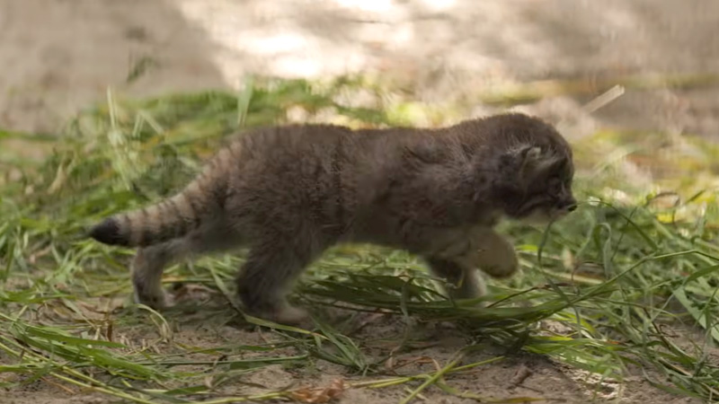 冒険に出かけるマヌルネコの子猫