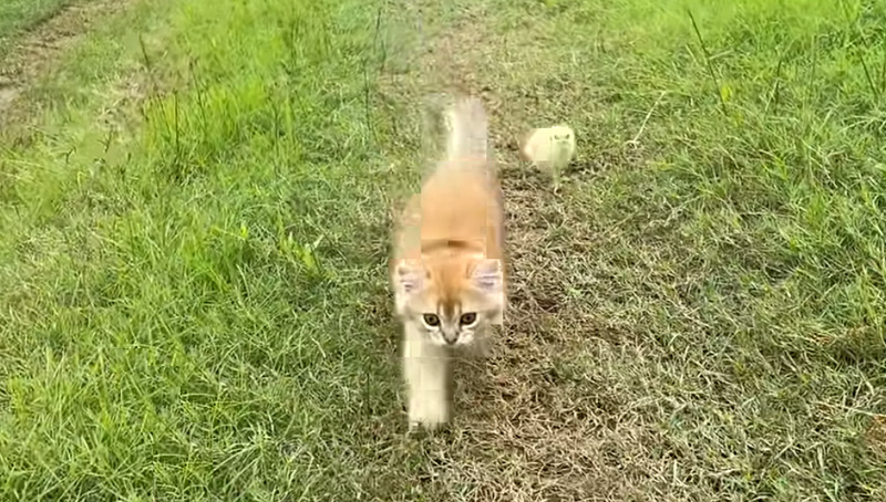 草原を駆け回る子猫とヒヨコ