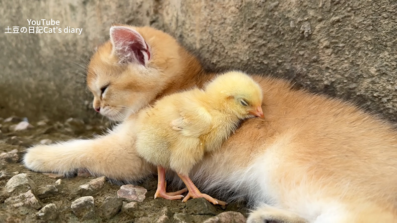 岩陰で寄り添い合う子猫とヒヨコ
