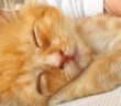 ボサボサの子猫