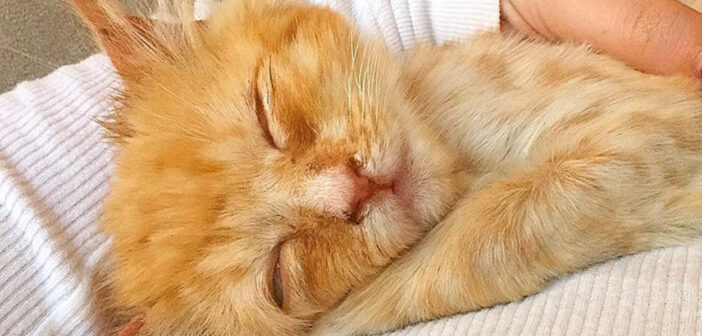 ボサボサの子猫