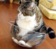 透明ボウルを手なづける猫
