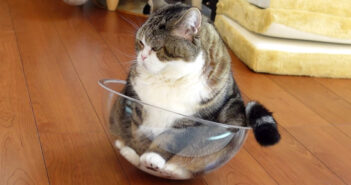 揺れる透明ボウルを手なづけた猫さん。徐々にコツを掴んでいき、見事に乗りこなす姿が面白い ( *´艸｀)