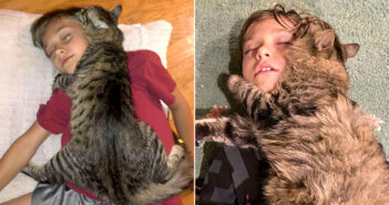 保護先で出会った少年のことが大好きになった猫。毎日少年をギュッと抱きしめて、幸せいっぱいに夢の世界へ♪