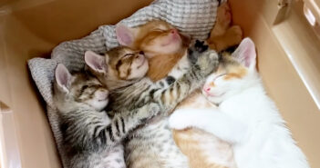 保護された子猫達