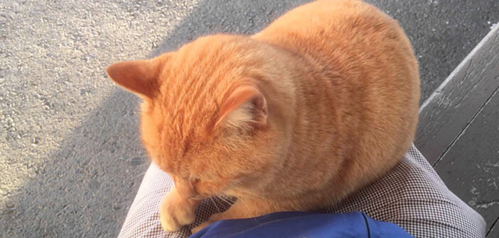 無人駅で出会った猫