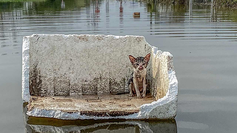 洪水で流されていた子猫