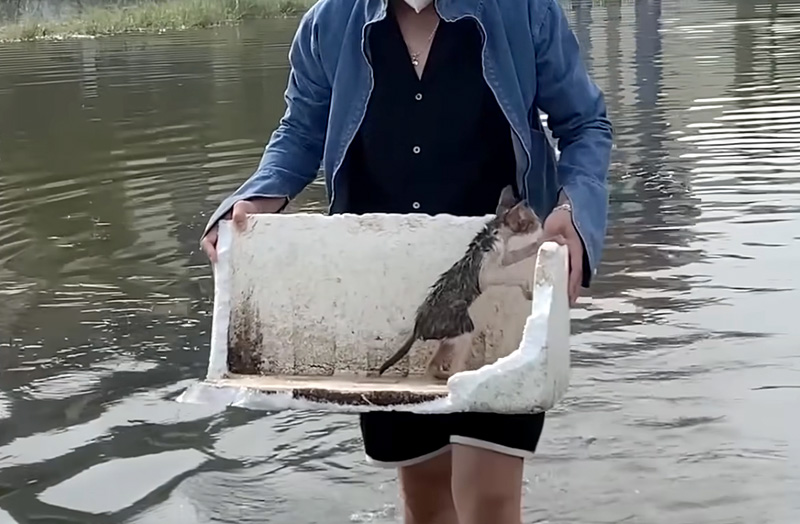 洪水から助け出された子猫