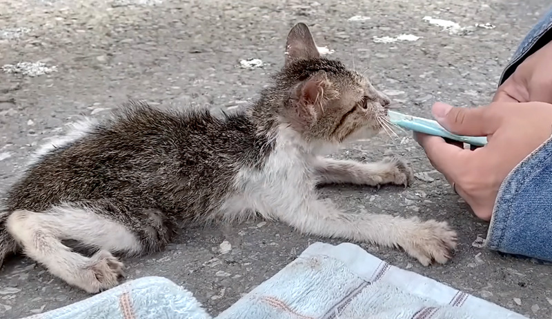 食べ物を食べる子猫