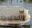 洪水から助け出された子猫
