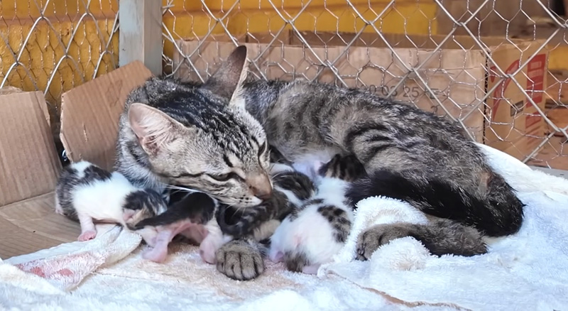 ガリガリに痩せた母猫