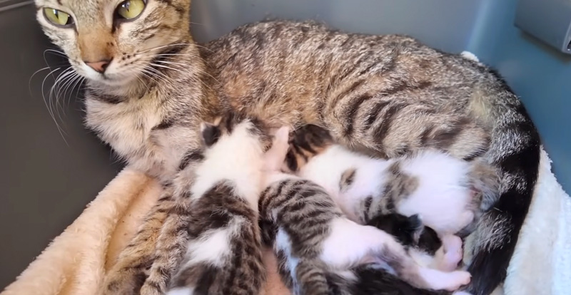 ガリガリに痩せた母猫