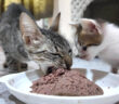 ガリガリに痩せた母猫