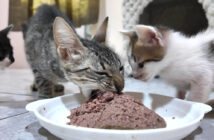 ガリガリに痩せた母猫