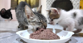 ガリガリに痩せた母猫
