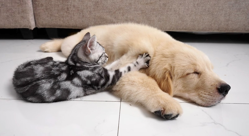 子犬をフミフミする子猫
