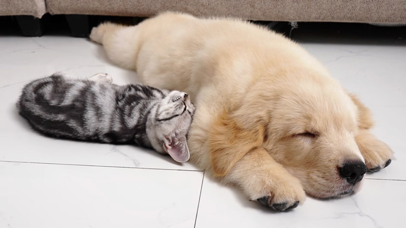 子犬にくっついて眠る子猫
