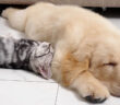 子犬にくっついて眠る子猫