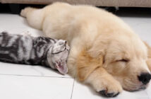 子犬にくっついて眠る子猫