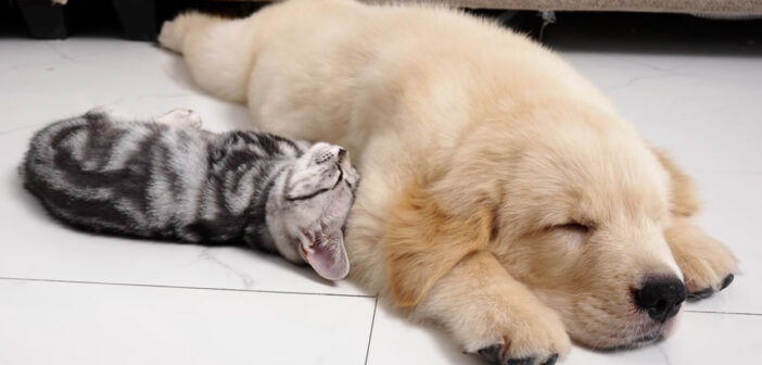 子犬にくっついて眠る子猫