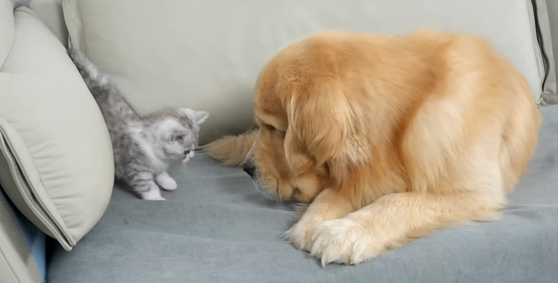 ゴールデンレトリバーと子猫