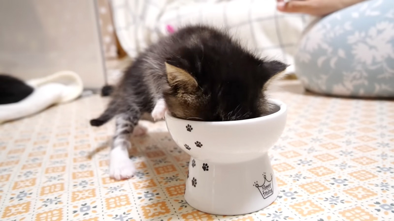 初めての離乳食に挑戦した子猫