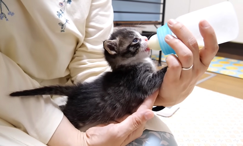 ミルクをゴクゴク飲む子猫