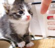 初めての離乳食に挑戦した子猫