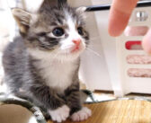 初めての離乳食に挑戦した子猫。ご機嫌な表情で「おかわりありませんか？」と尋ねてくる様子がとっても可愛かった♡