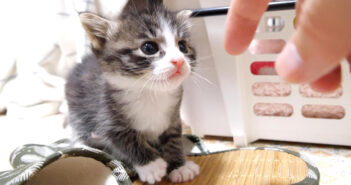 初めての離乳食に挑戦した子猫。ご機嫌な表情で「おかわりありませんか？」と尋ねてくる様子がとっても可愛かった♡