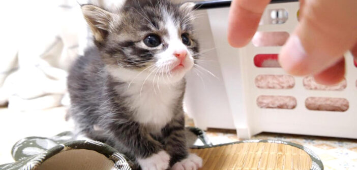 初めての離乳食に挑戦した子猫。ご機嫌な表情で「おかわりありませんか？」と尋ねてくる様子がとっても可愛かった♡