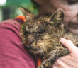 幸せそうな猫