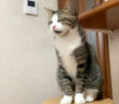 返事をする猫