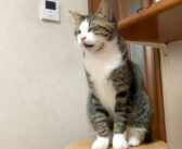 名前を呼ぶと「にゃぉ～」と返事をしてくれる猫。試しに同居猫達の名前を呼んでみると、愛らしい反応が返ってきた♡