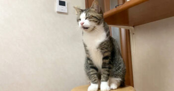 名前を呼ぶと「にゃぉ～」と返事をしてくれる猫。試しに同居猫達の名前を呼んでみると、愛らしい反応が返ってきた♡