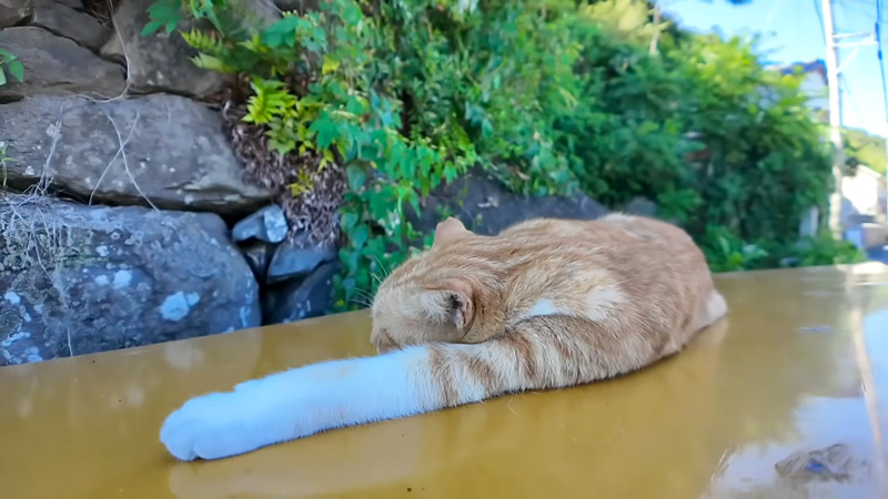 日陰でお昼寝する猫