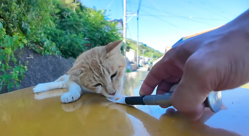 ちゅ〜るで目を覚ました猫